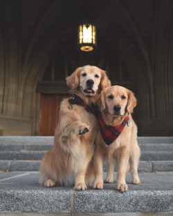 The structure of the golden retriever’s coat can be straight or have a light wave, and its ...