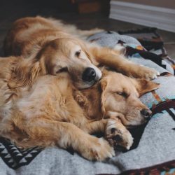 The coat of the Golden Retriever is quite thick and tight to the body, hiding a plentiful underc ...