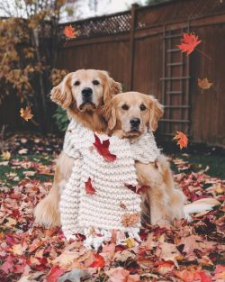 The front and hind feet of the Golden Retriever is of medium size, round in shape.