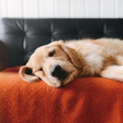  The pads of the golden retriever are massive, with short claws, the fingers of the animal are f ...