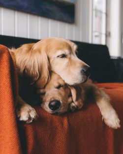 The golden retriever snarling and gripping its opponent with a death grip is something of a fantasy.