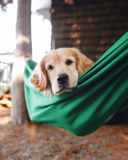 Of course, entrusting your dog with babies is not the smartest decision, but you can safely leav ...