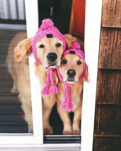 Golden Retrievers are primarily human-oriented. It is with him that they want to walk, share joy ...