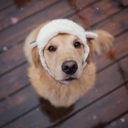 Golden Retrievers are typical sanguine people; they are not at all characterized by such charact ...