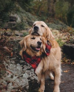 Half-year-old puppies can be taught swimming and whistle submission, and it will be better if a  ...