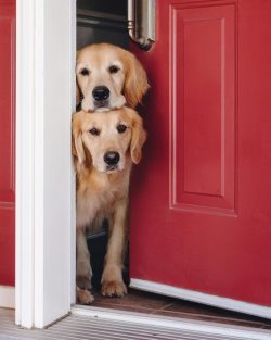 The dog will be able to learn how to find and bring a disabled bird only when he sees it live. A ...