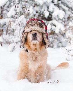 Those who see the future hunter in the Golden Retriever will have to go outdoors more often.