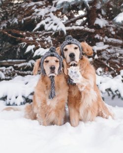 In the first months of life, little retrievers try to taste the objects around them, so try to c ...