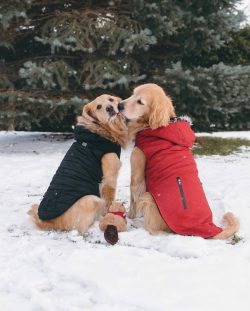 The first thing that begins with training a Golden Retriever puppy is obedience: the animal must ...