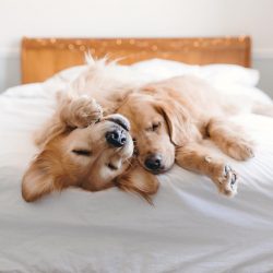 The nature of golden retrievers is not deprived of intelligence and memory, so any lessons the d ...