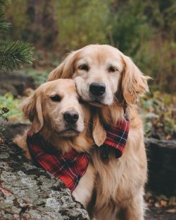 12 months is the optimal age to start training a dog’s endurance, since on a hunt it often ...