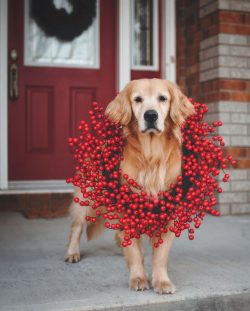 Memory training exercises are considered very valuable, as the golden retriever is not always ab ...