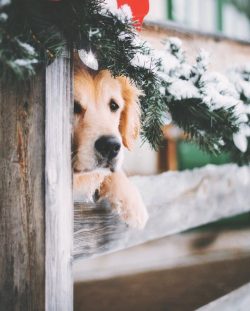 Despite the fact that hunting has always been the main specialization of golden retrievers, it i ...