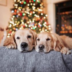 It’s great if you take your dog to a country house, away from the freeway, where he can ru ...