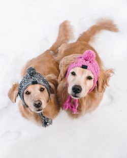 Do not try to turn your pet into a mongrel and settle him in a booth: the retriever will not app ...