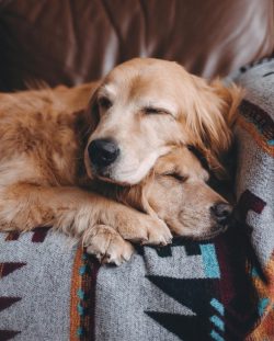 Keeping a Golden Retriever in an apartment is a kind of test of the owner for responsibility and ...