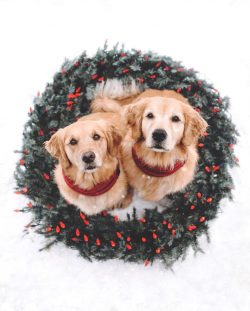 Due to their sociable nature, golden retrievers do not cope well with loneliness.