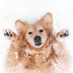 Animals throw out their insecurity and fear on the surrounding objects: they gnaw furniture and  ...