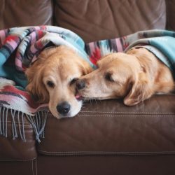 The worst punishment the owner can think of for Golden is to lock him up in four walls and quiet ...