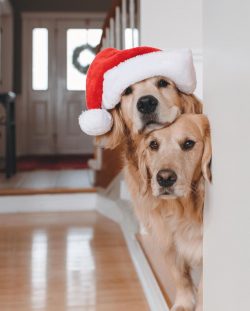 For careerists, workaholics, travelers and other busy individuals, the Golden Retriever as a pet ...
