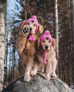 You can not stroke the puppy on the head and put a collar over his head, which leads to incorrec ...