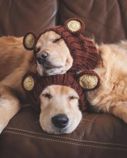 The main problem for the owner of the golden retriever is the coat of his pet.