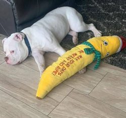 The American Bulldog breed originated from the English Bulldog around the late 17th – earl ...