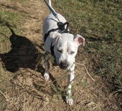 Slender, muscular, tall (up to 70 cm), these dogs have a very similar head structure to the Engl ...