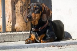 In addition to the duties of a hunter, the dachshund does an excellent job with a friendly duty. ...