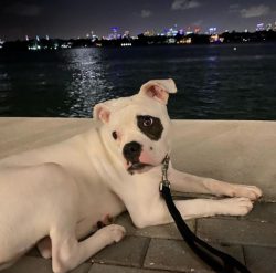 The ears of the American Bulldog are folded forward, but they are usually cropped at a young age ...