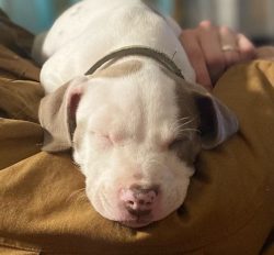 American Bulldogs vary in color, but the most common are white and white with black spots. 