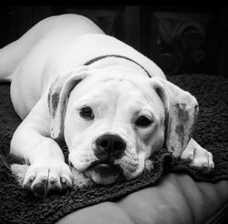 The American Bulldog is good at gaining weight and muscle mass. Today, there are three main type ...