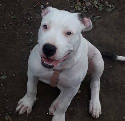Despite the inherent qualities of a fighter and protector, American Bulldogs are very kind and e ...