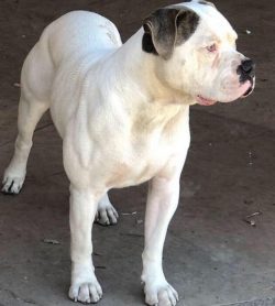 American Bulldogs get along well with children and people of all ages, have an inexhaustible sup ...
