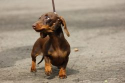 With the advent of a small dachshund in the house, you will have to incur some expenses. Buy a m ...