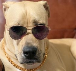 American Bulldogs blend beautifully with any family and can become a friend to a lone owner, for ...