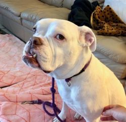 Although American Bulldogs are very friendly and open-minded, they nonetheless require the same  ...