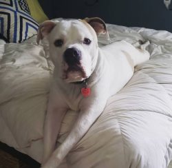 The American Bulldog breed requires early socialization, especially if there is a child in the h ...