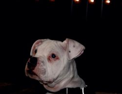 Despite the fact that the American Bulldog feels fine in a city apartment, it is still preferabl ...