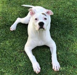 The American Bulldog is a very open and extremely active dog, from which one should proceed in e ...