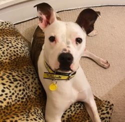 If the American Bulldog does not walk freely and get tired on the street from training and runni ...