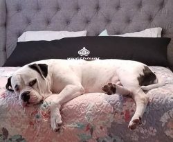 Socializing with other dogs on the street is important for American Bulldog – that is, you ...