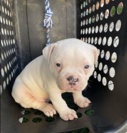 Short wool American Bulldog requires virtually no maintenance, bathing can be done as needed, bu ...