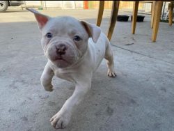 In general, these are healthy animals with good immunity. However, the American Bulldog may stil ...