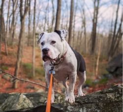 Responsible breeders screen American Bulldogs for hip dysplasia. This is why your puppy’s  ...