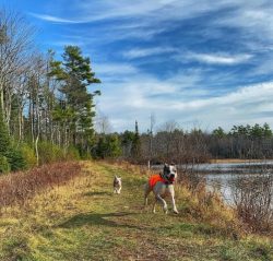 American Bulldogs are excellent companions for those with a strong character. The owner needs to ...