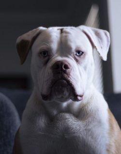 Ambuli does not get along well with other pets, because they do not tolerate competition. A rare ...