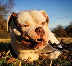 American Bulldogs have excellent guarding qualities, which, coupled with intelligence and observ ...