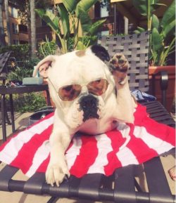 Representatives of the breed need daily physical activity. They need to throw out their energy,  ...