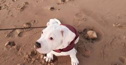 The American Bulldog needs proper education from the first days of life in the house, otherwise, ...